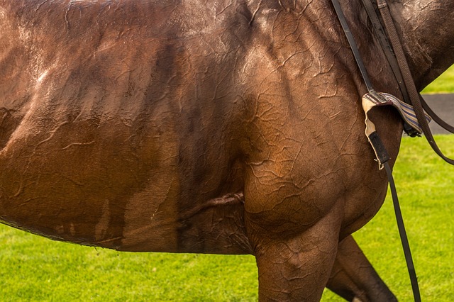 Betting Strategies 